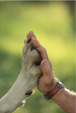 Mano y Pata