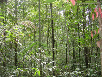 Selva Colombia
