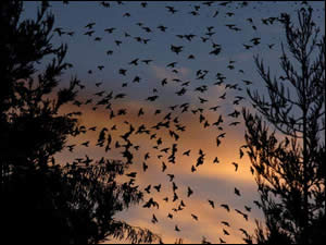 Aves negras