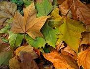 Las hojas de otoño