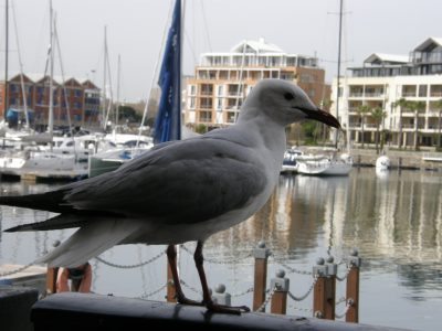 "Juan Salvador Gaviota", de Richard Bach