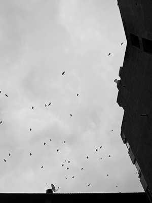 Pájaros volando